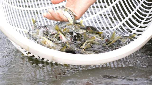 每水先锋 vs 黄粉：水产养殖中水霉病的治疗方案对比