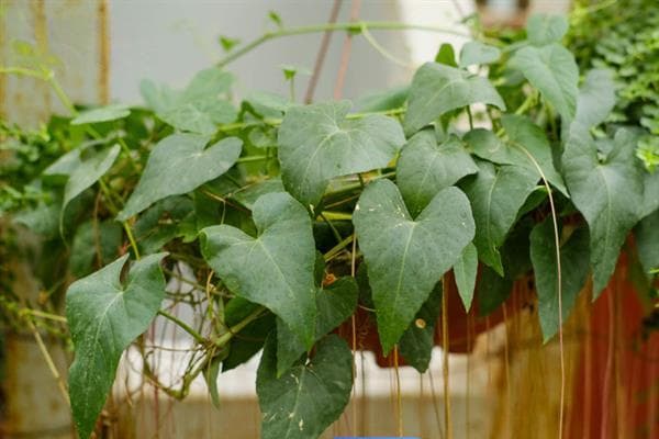有哪些爬藤植物，常见的有锦屏藤、珊瑚藤、三角梅等