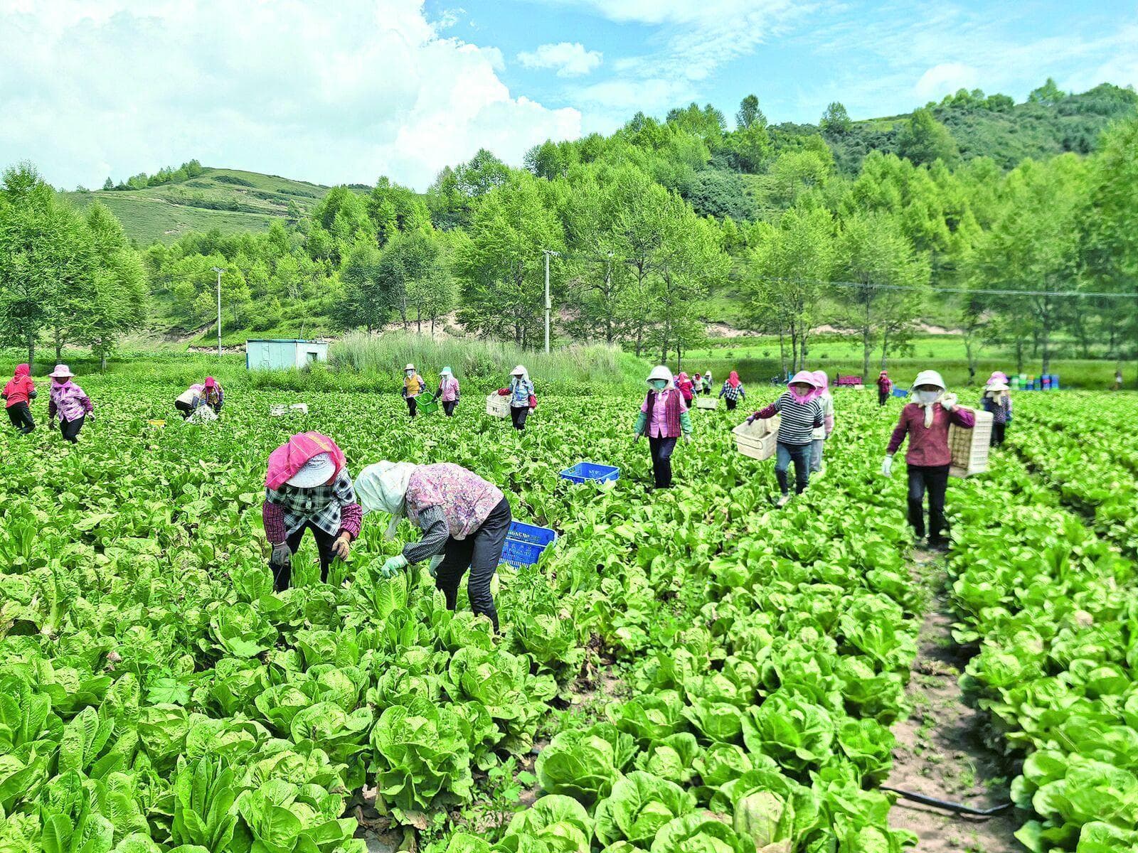 青海冷凉蔬菜实现供港“零突破”，年产量超百万吨