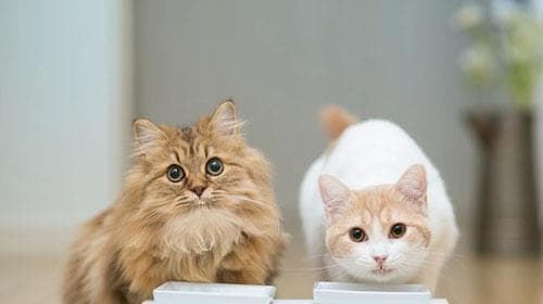 美国短毛猫的饲养指南（如何给美国短毛猫提供最佳生活环境？）