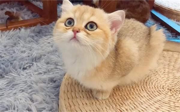 金渐层猫全面指南：从价格到养护全解析