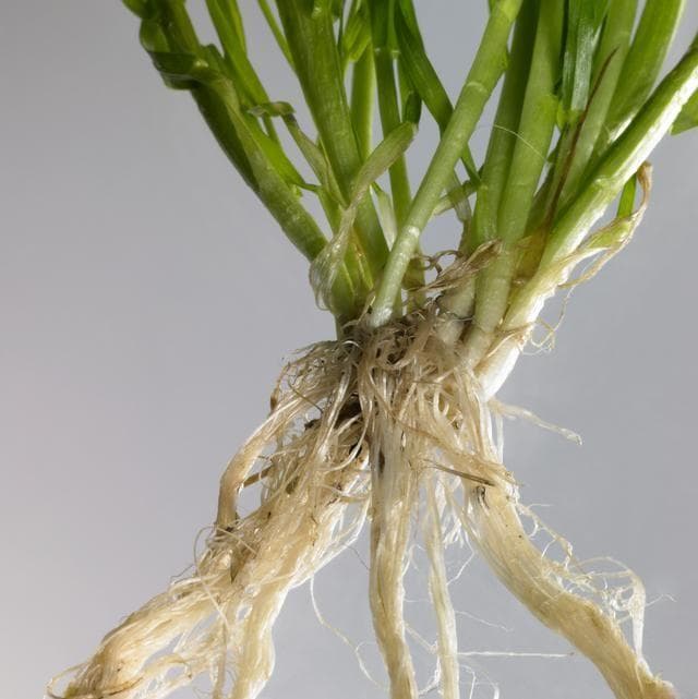 直根系植物有哪些？直根系植物一般要怎么养？