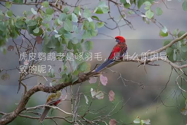 虎皮鹦鹉老是啄羽毛，是什么原因导致的呢？