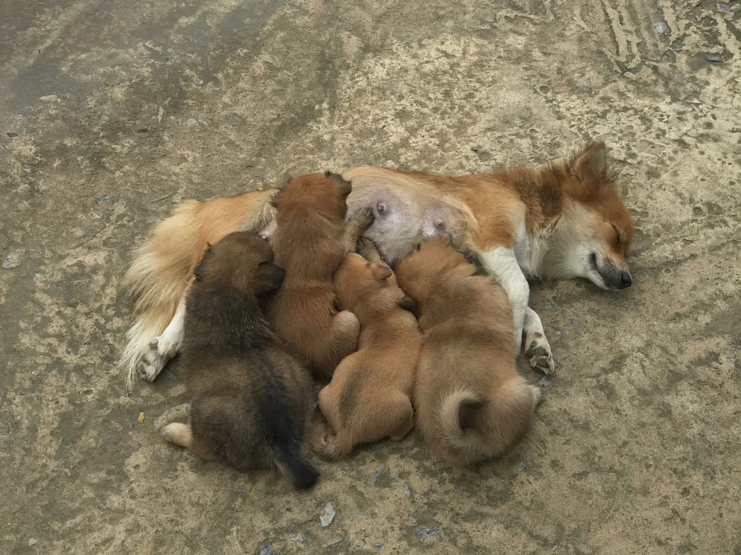 狗狗紧急避孕药真的靠谱吗？