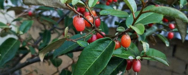羊奶果种植技术！羊奶果怎么播种？怎么扦插？种羊奶果怎么管理？