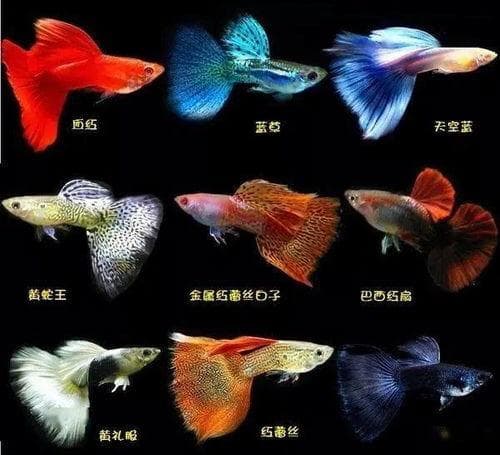 揭秘：天使鱼与斑马鱼混养，是否会引发冲突？