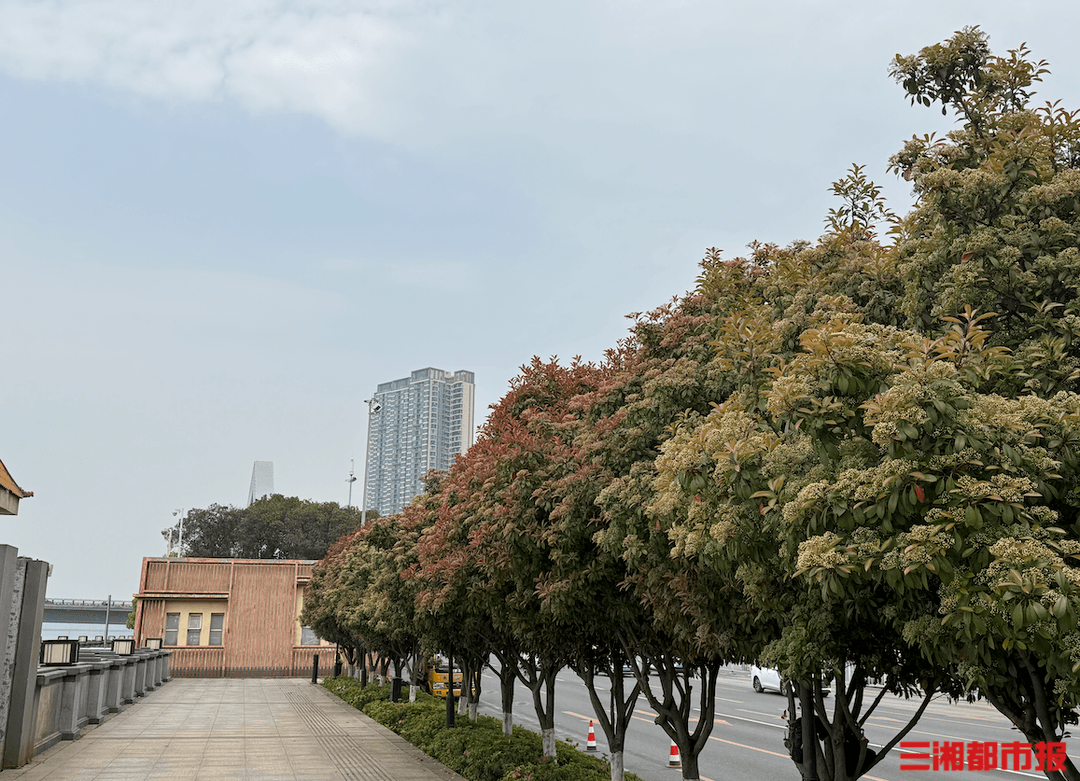 长沙街头这种“有味道”花儿开了！虽一言“楠”尽，但浑身是宝