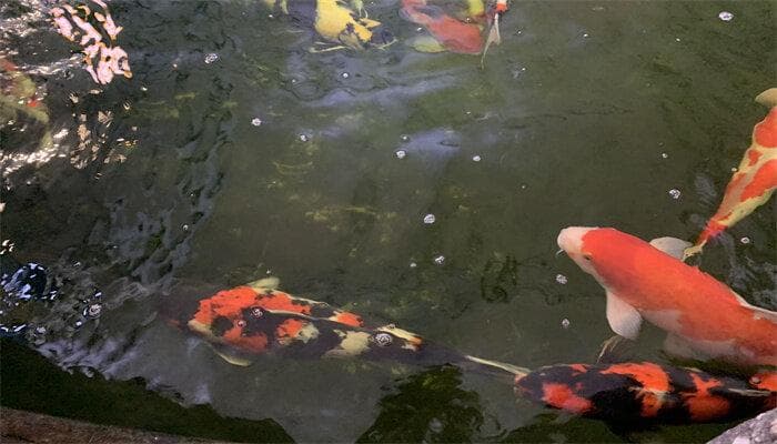 红鲫鱼养殖方法和注意事项