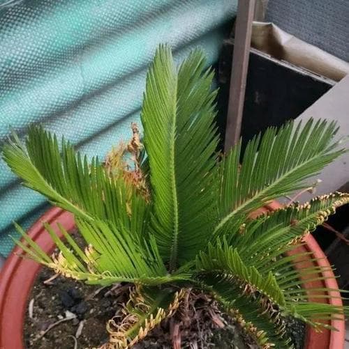 铁树的浇水方法（铁树的生长和浇水时间表）