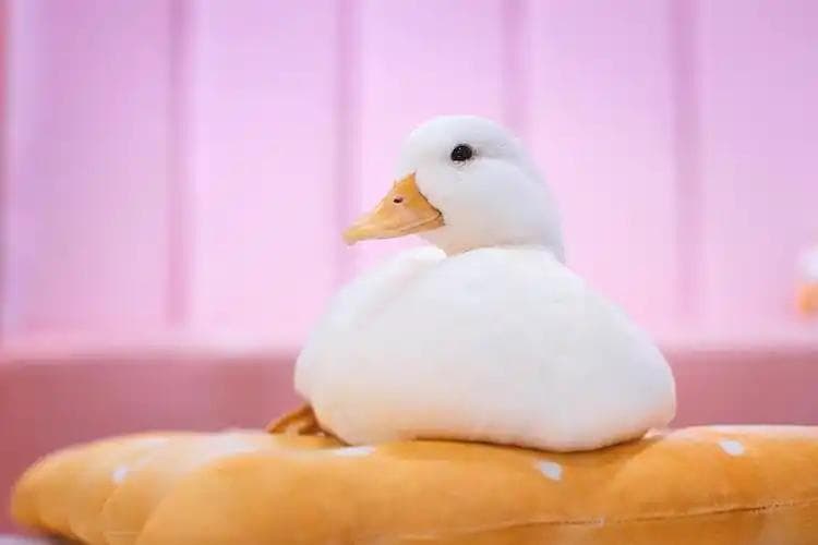 柯尔鸭：一种独特的宠物鸭品种