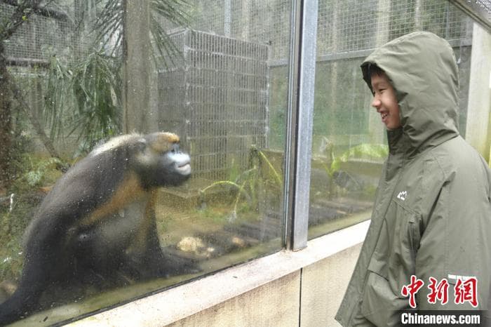 （新春见闻）“地球独生子”黔金丝猴邀客过新年