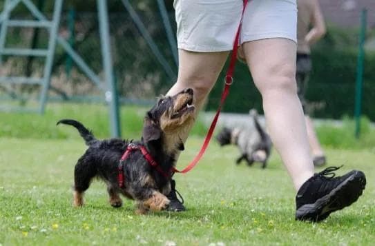 怎样识别狗狗的攻击信号，与犬只狭路相逢如何避险？