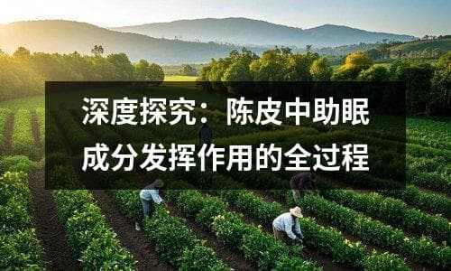 深度探究：陈皮中助眠成分发挥作用的全过程