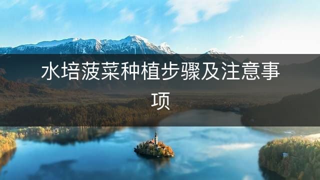 水培菠菜种植步骤及注意事项