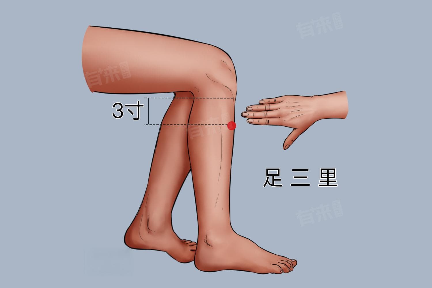 足三里：一个穴位调理脾胃、补气安神