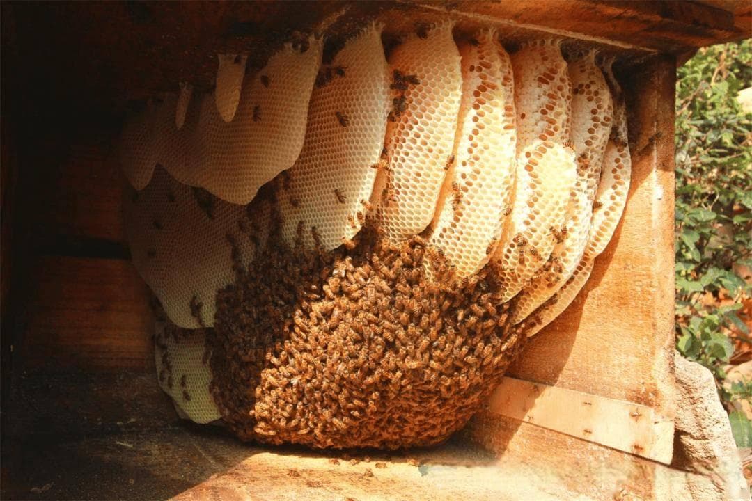 世界蜜蜂日：赋能青年，共筑未来