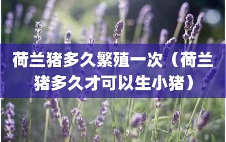 荷兰猪繁殖指南：从配种到产仔的全过程解析