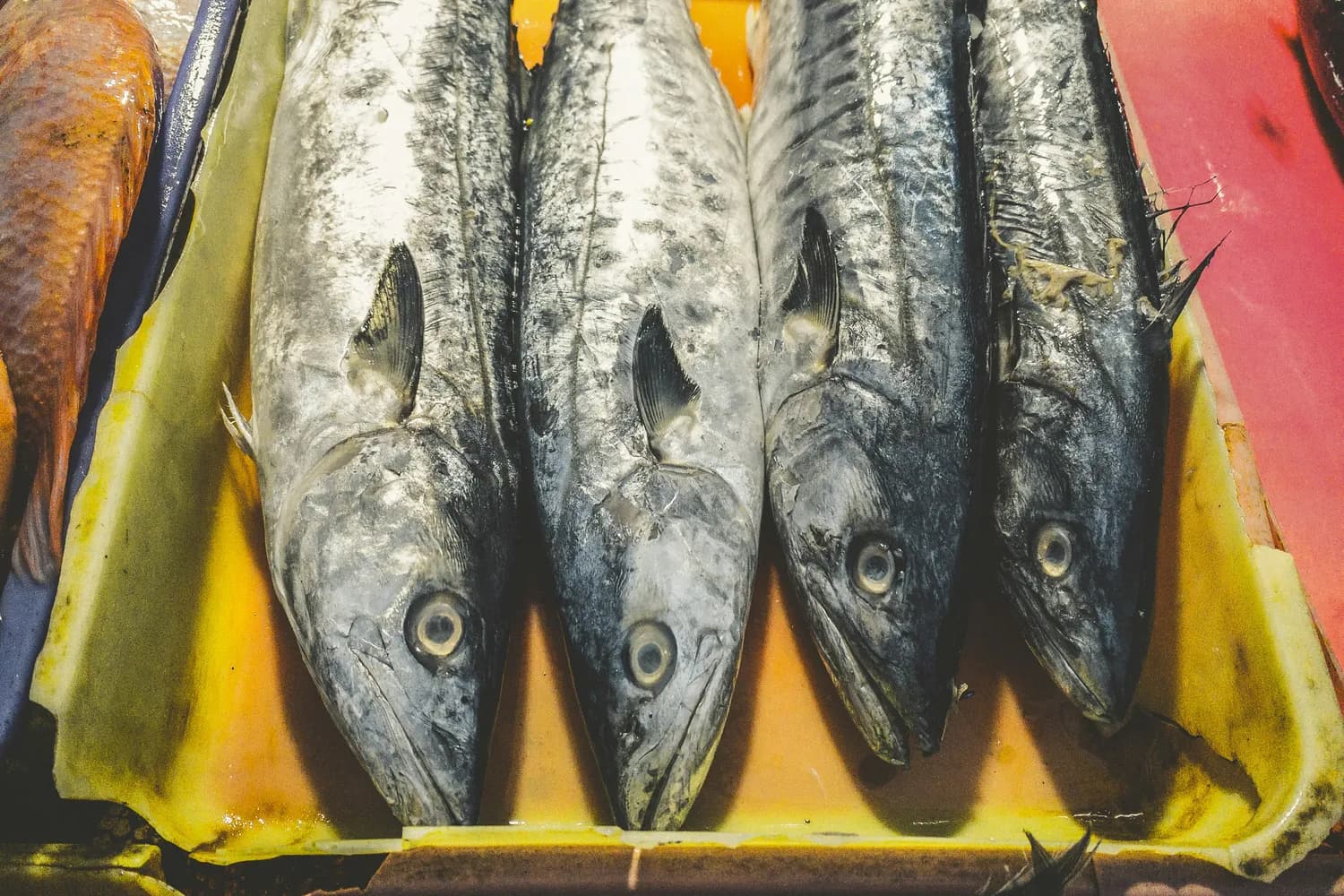 从外观到鱼鳃：8个标准教你挑选新鲜蓝点马鲛鱼