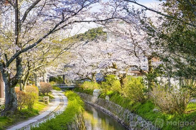 日本樱花最美的十个地方 日本哪里的樱花最好看