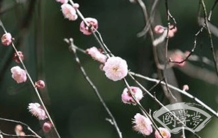 苏轼《一丛花·初春病起》赏析：病起逢春的细腻心境