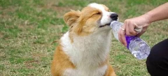 宠物主人必看：柯基犬的隐形杀手——日常食物中的危机