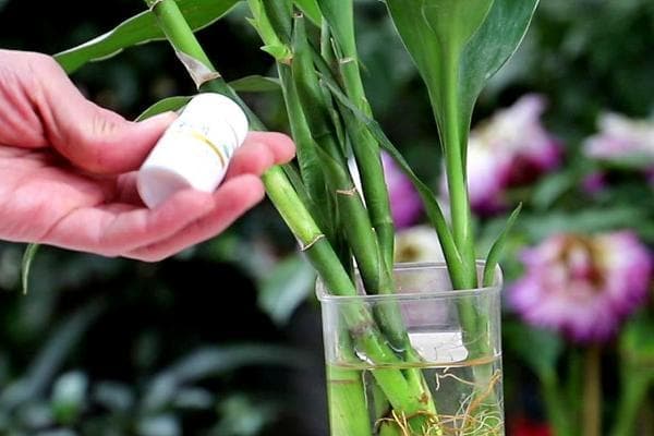 富贵竹水养全攻略：从换水到防蚊，让绿植茁壮成长