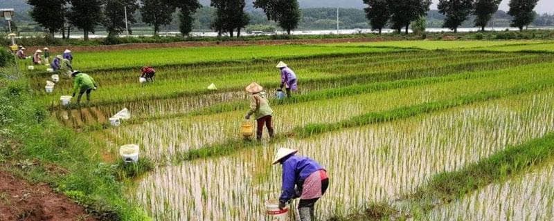 水稻种植时间！早中晚稻的怎么区分？水稻几月份开始插秧？