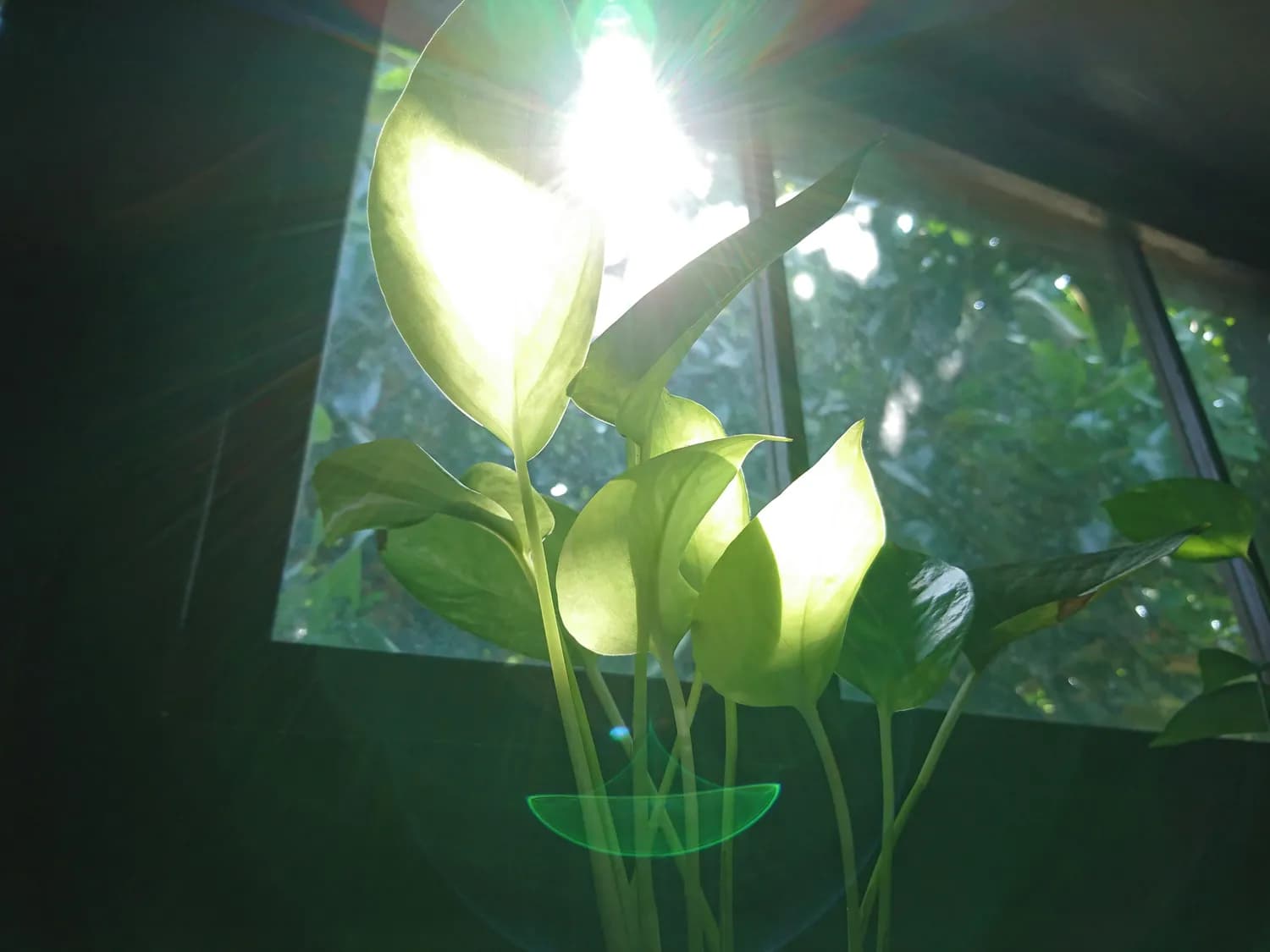 光合作用与细胞呼吸：生活中的化学魔法