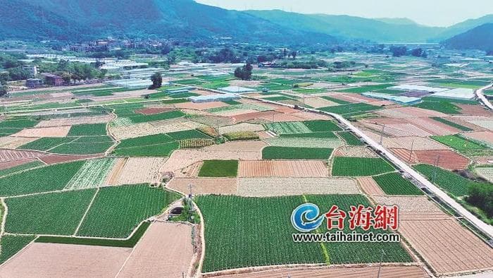 急急急！上百万斤包菜“发愁”