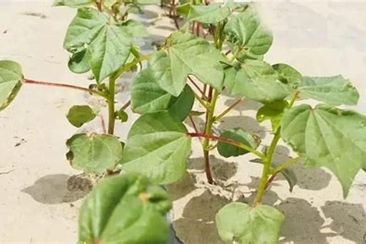 棉花的养分密码：施肥技术与肥料选择详解