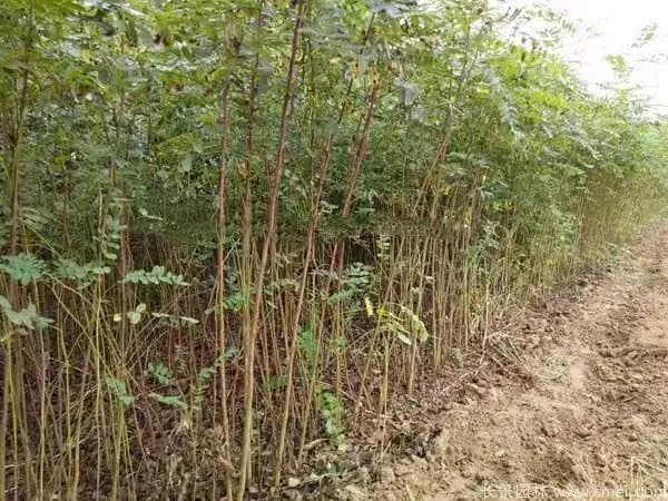 紫穗槐边坡防护种植技术
