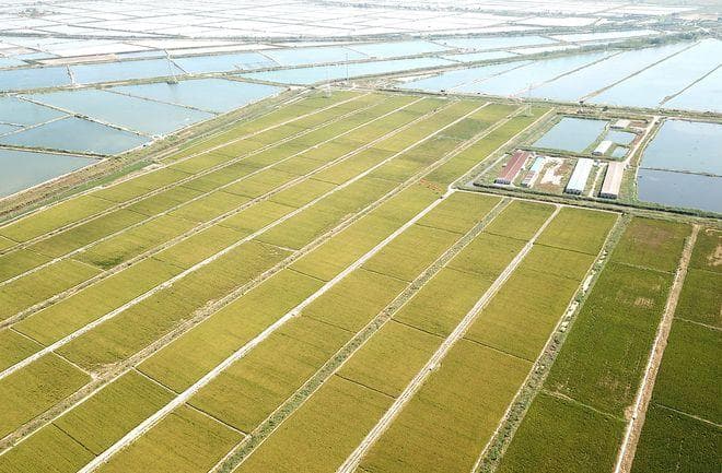 水稻种植达到高产的最佳方法是什么