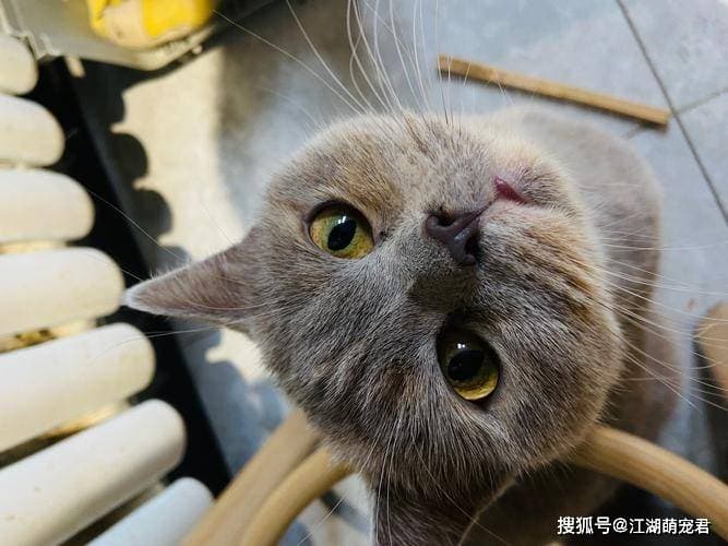 猫咪早上为何特别粘人？从生物钟到情感需求的全面解析