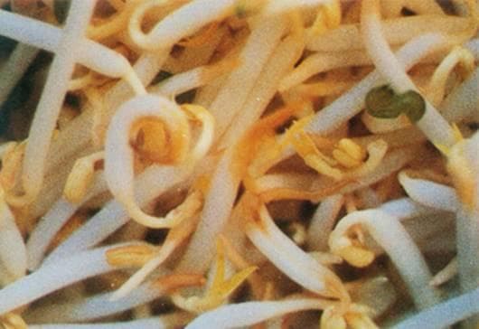 豆芽菜沤根的症状、病因与防治方法