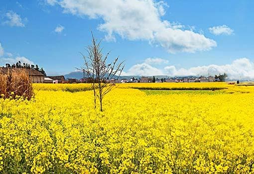 罗平油菜花海旅游攻略：醉美春光，金色花海等你来