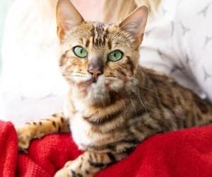 龙猫训练与饲养全攻略：从建立信任到日常护理