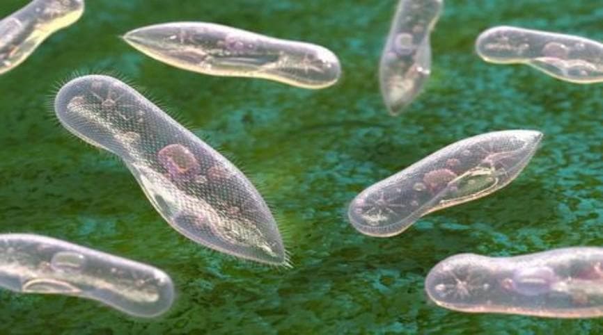 微生物农药杀虫剂技术发展综述