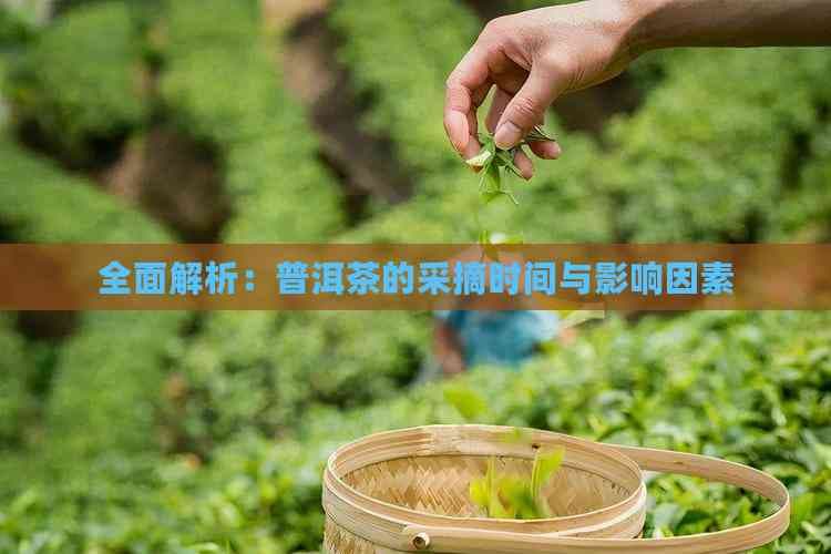 全面解析：普洱茶的采摘时间与影响因素