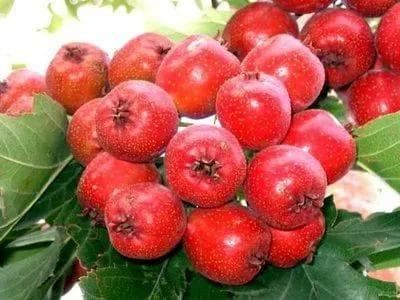 经常皮肤瘙痒，记住常吃这个果子，对付湿疹“威猛无匹”
