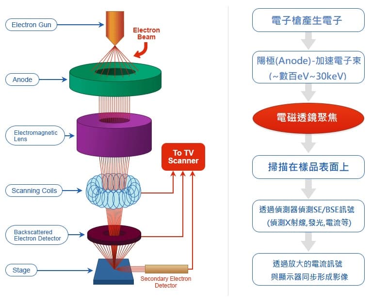 SEM vs OM：揭开扫描电子显微镜与光学显微镜的微观世界对决