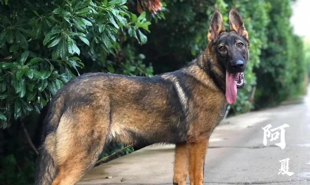 昆明犬饲养指南：从环境到健康管理的全方位指导