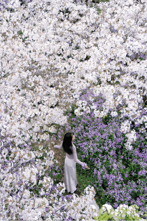 春游江淮 | 春游赏花季——梨花