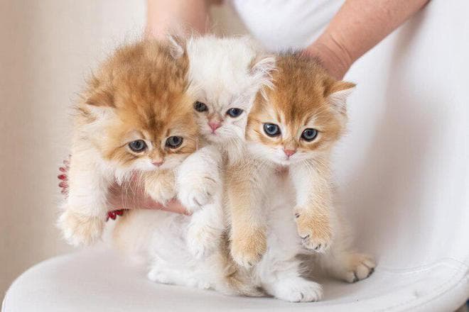 猫咪的寿命一般是几年