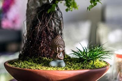 微型景观设计制作 创意微景观知识分享 打造迷你花园