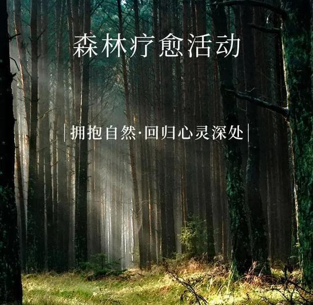 森林疗愈：在大自然的怀抱中寻找内心的宁静