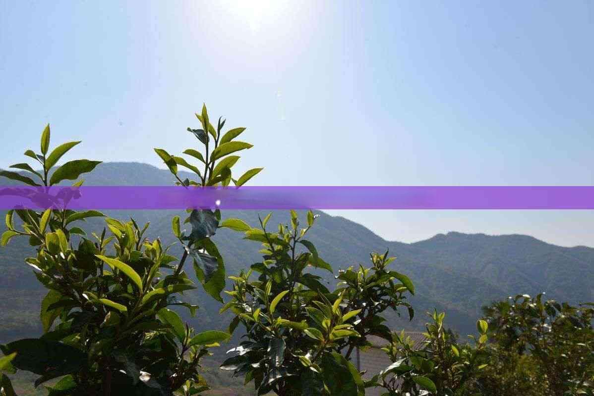 全面解析：六堡茶生茶与熟茶在制作工艺、口感及功效上的全方位区别