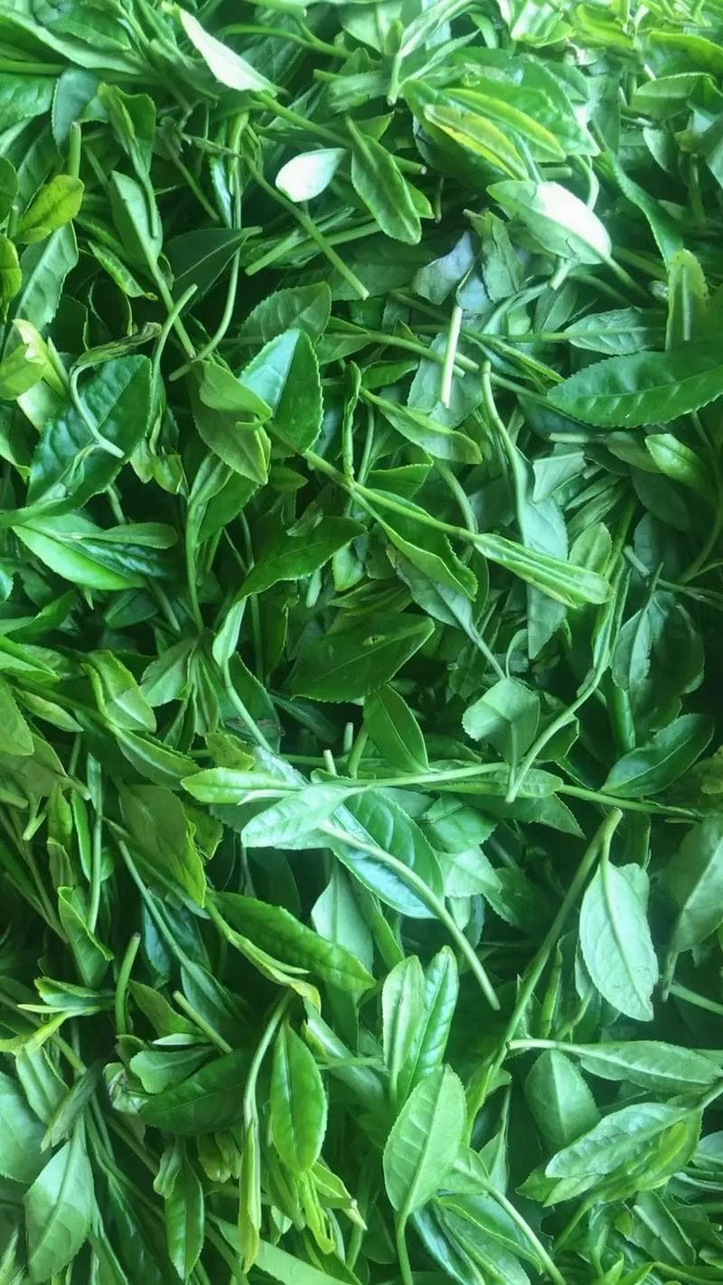 春分时节的茶叶