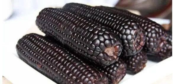 “饲料之王”玉米！你知道怎么喂牛吗？