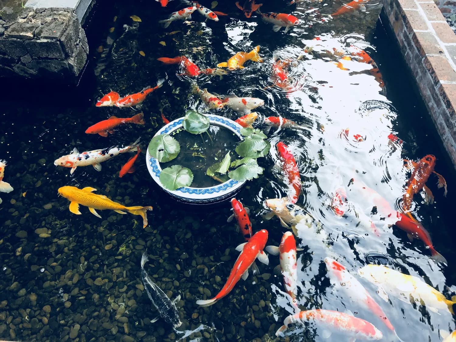 金鱼喂食有窍门，老师傅教你正确养鱼