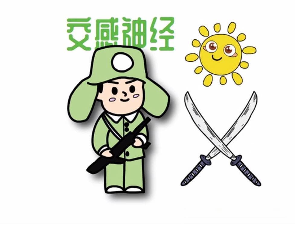 自主神经系列之-交感神经
